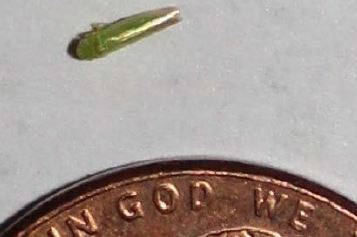 Potato leafhopper